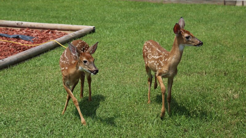 Bild: Alex Moore /​ Animal Planet /​ Discovery Communications, LLC