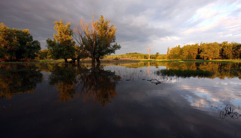 In Ungarns Auwäldern herrscht im Lauf der Jahreszeiten ein ständiger Wechsel zwischen Überschwemmung und Trockenheit. Tiere wie Fischotter oder Rotwild haben sich an den „launischen“ Lebensraum angepasst. – Bild: NDR/​Frigyes Olma