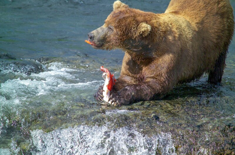 Während der Lachswanderung begeben sich Braunbären auf die Jagd nach dem Fisch im US-Bundesstaat Alaska. – Bild: Peter Hamel/​NPS