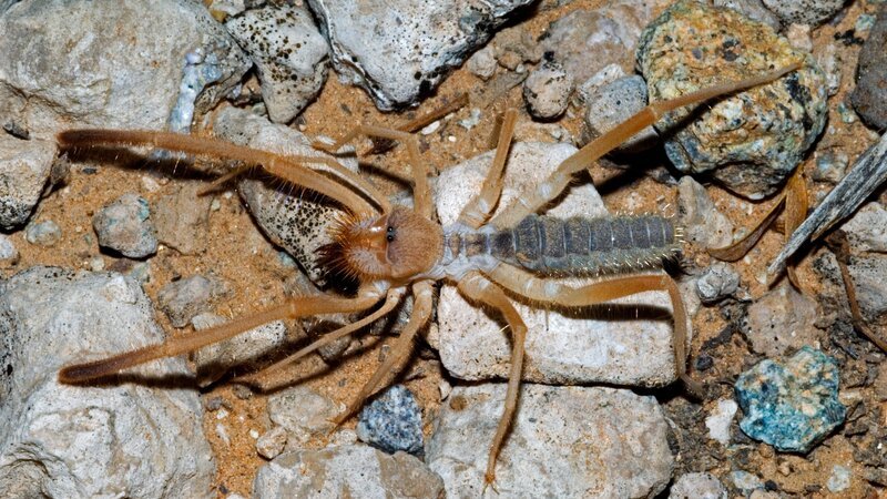 Solifugid /​ sun spider /​ wind scorpion (Eremochelis bilobatus) foraging in desert, Arizona. – Bild: Arterra /​ Universal Images Group