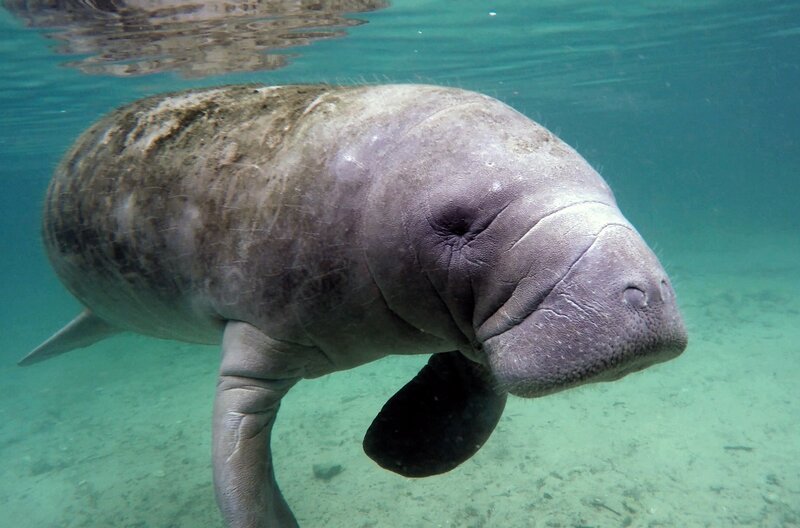 Ausgewachsene Seekuh in Florida – Bild: BAM