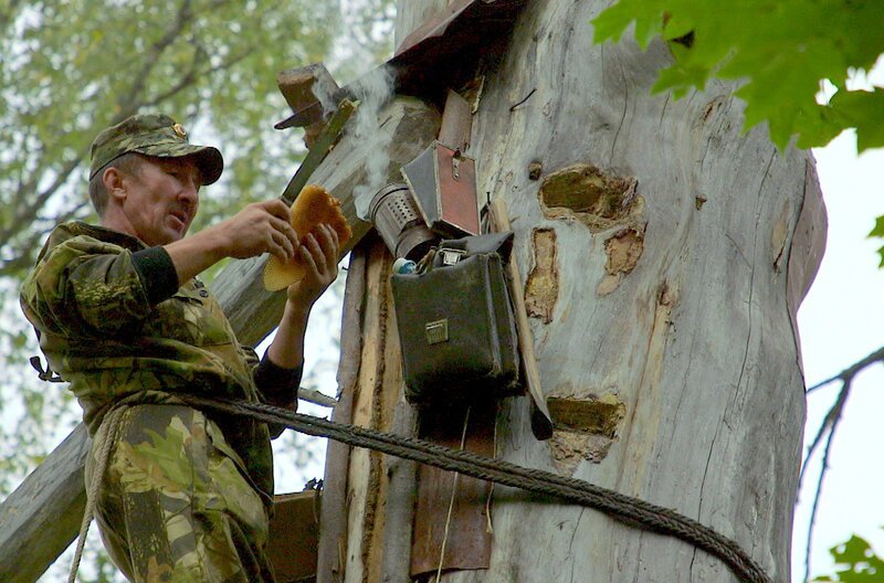 Um an den Honig zu gelangen, erklimmt Sabit die Kiefer mit Hilfe eines Steiggurts. Ganz ruhig und langsam arbeitet er, damit die Bienen ihn nicht stechen. Zu gierig darf der Honigjäger nicht sein, denn ohne genügend Vorrat kommen die Bienen nicht über den Winter. – Bild: Grand Angle Productions
