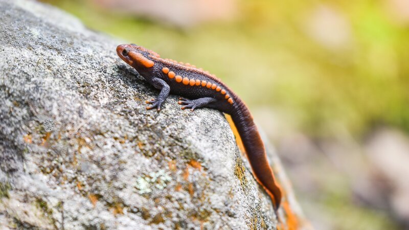 salamander on the rock /​ wildlife reptile crocodile salamander spotted orange and black rare animals on high mountain rainforest – other names salamander asia ,Tylototriton verrucosus , Himalayan newt – Bild: GettyImages/​panida wijitpanya
