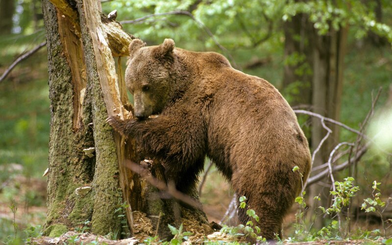 Braunbär. – Bild: BR