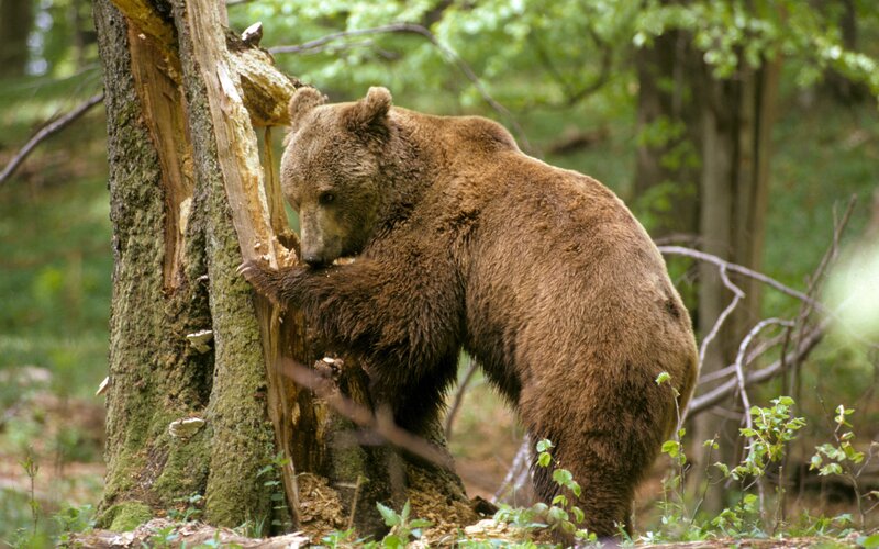 Braunbär. – Bild: BR