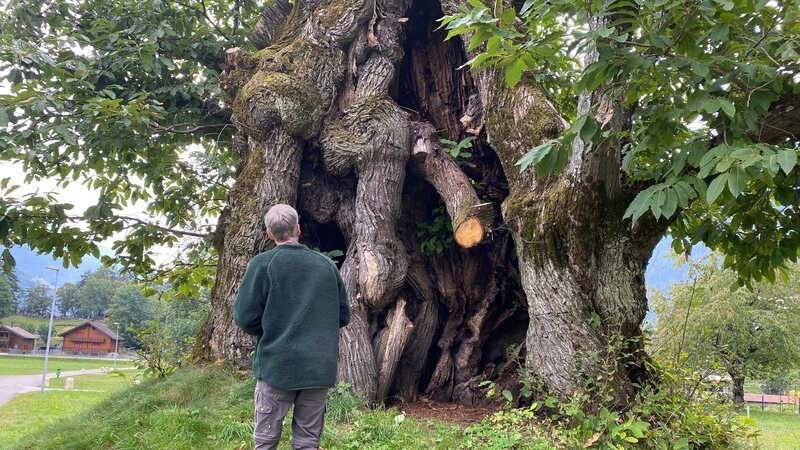 Michel Brunner vor der Riesenkastanie in Chironico (TI). – Bild: ZDF und SRF /​ Mediafisch