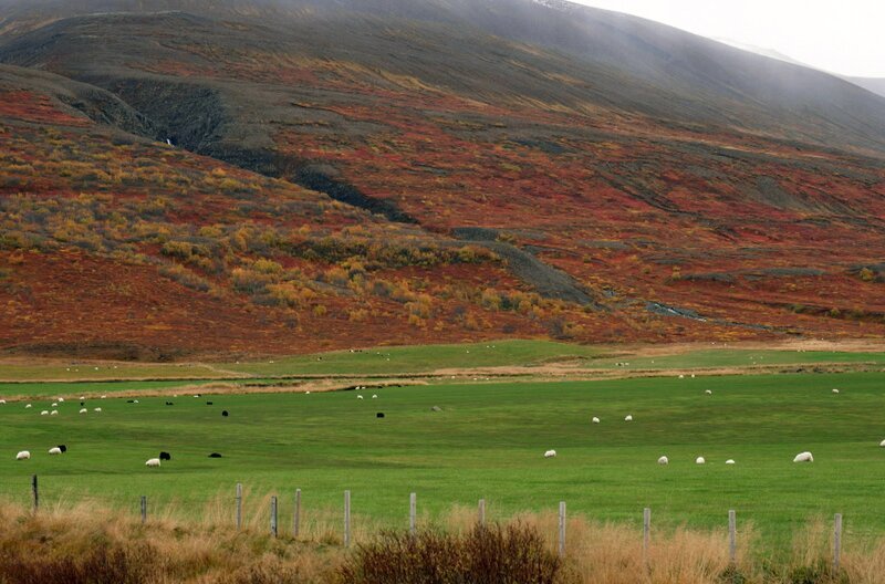 Auf Island leben mehr Schafe als Menschen. – Bild: Elephant Doc