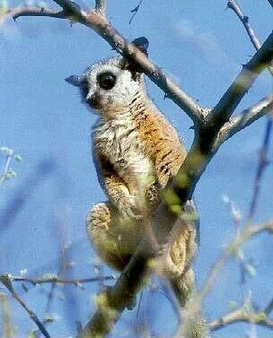 Große, runde Augen und riesige Ohren charakterisieren den nachtaktiven Galago. Auch wenn das niedliche Tier, das man auch Buschbaby nennt, gar nicht so selten ist, bekommt man es kaum zu sehen im afrikanischen Busch. – Bild: BR/​BR