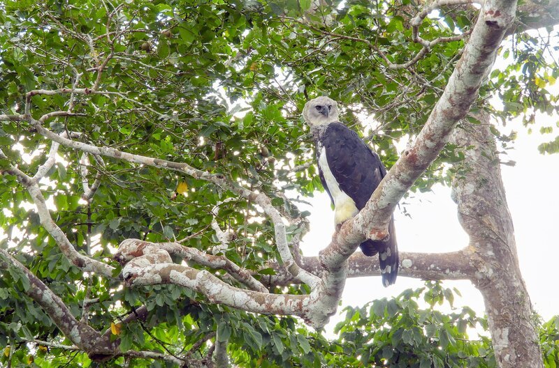Die Harpyie ist einer der größten Greifvögel der Welt. Ein erwachsenes Weibchen kann bis zu zwei Meter Flügelspannweite erreichen. – Bild: MedienKontor/​Alejandro Gamero