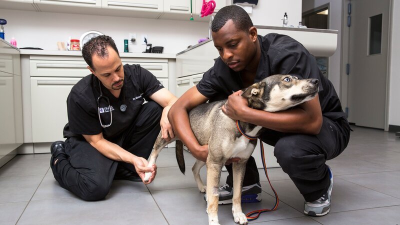 Dr. Blue and Dr. Lavigne as seen on Vet Life. – Bild: Shannon Faulk /​ Discovery Communications, Inc.