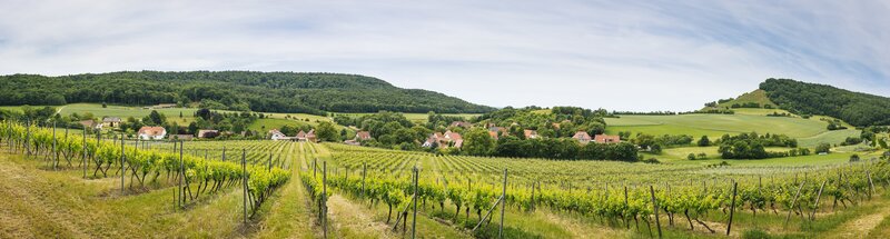 Im Weinberg. – Bild: BR/​megaherz gmbh
