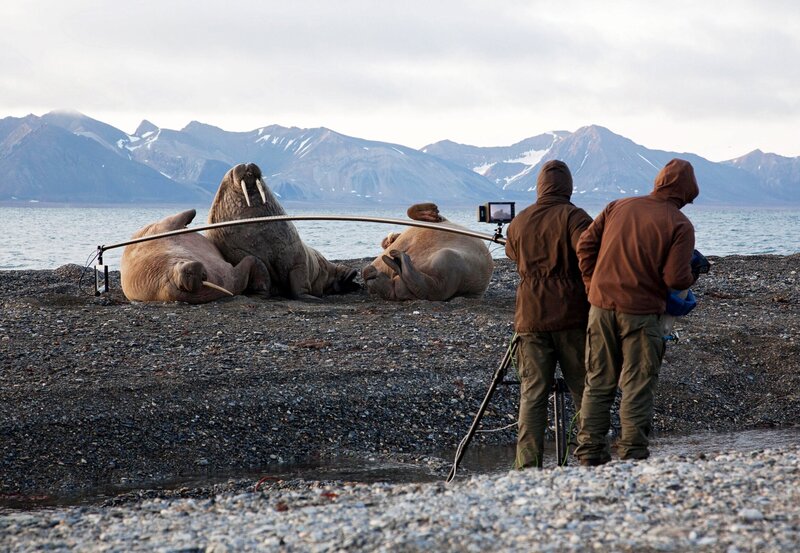 Walrossbullen sind äußerst wehrhaft und riesig – ausgewachsene Männchen können über drei Meter lang und über 1.000 Kilo schwer werden. Mit Hilfe eines Leichtkrans gelingen dem Team sensationelle Nahaufnahmen. – Bild: NDR/​NDR/​Jan Haft