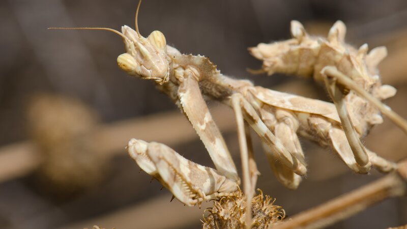 Devil’s flower mantis (Blepharopsis mendica). Pajonales. Integral Natural Reserve of Inagua. Tejeda. Gran Canaria. Canary Islands. Spain. – Bild: Getty/​Víctor Suárez Naranjo