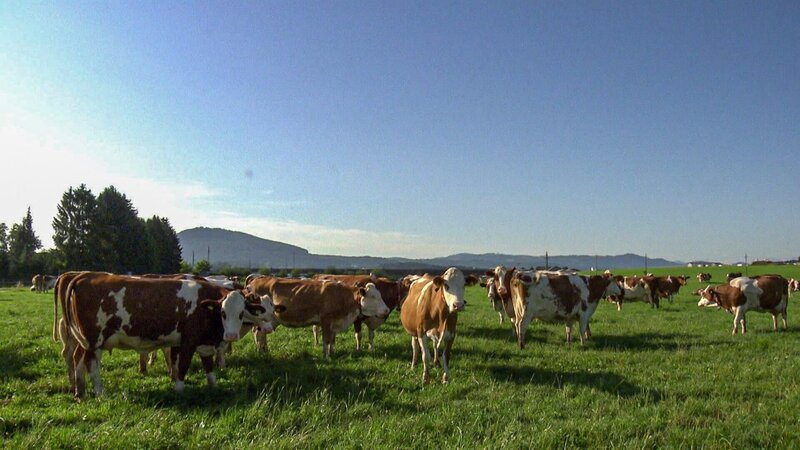 Bio-Landwirtschaft mit gesunden Kühen auf der Weide. – Bild: ORF Bio-Landwirtschaft mit gesunden Kühen auf der Weide. – Bild: ORF