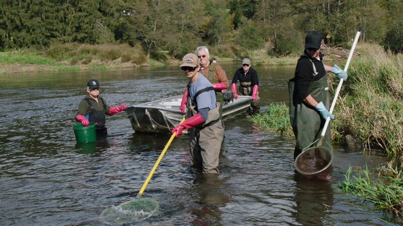 Matthias Merkel (Fischereifachberater Bezirk Niederbayern, vorne rechts) und Theo Heimann (Fischwirtschaftsmeister, stellvertretender Leiter des Fischereilichen Lehr- u. Beispielsbetriebs Bezirk Niederbayern, vorne links) beim Elektrofischen nach Elritzen im Schwarzen Regen mit Unterstützung des Fischereivereins Regen. Die Elritzen sollen in Lindbergmühle im Fischereilichen Lehr- u. Beispielsbetriebs Bezirk Niederbayern vermehrt werden und dann wieder in den Schwarzen Regen zurückgesetzt werden, um dort die Population der Elritzen zu stützen. – Bild: ZDF und BR/​Nikolai Ritzkowsky
