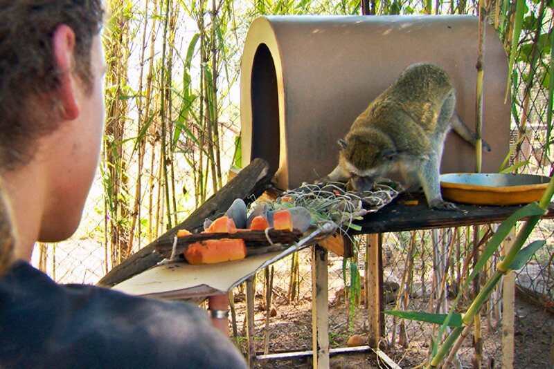 Blindenschrift auf Affenart: Volontär Moritz hat der blinden Grünen Meerkatze Audrey ein Tastbrett gebastelt, das sein Schützling mit großem Interesse untersucht. – Bild: SWR/​Michael Lange