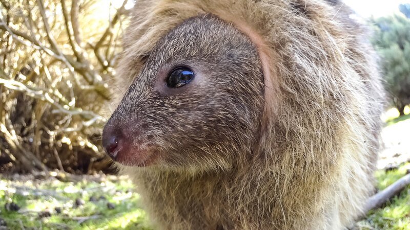 Baby Quokka schaut aus dem Bauch der Mutter, Rottnest Island – Australien. – Bild: ORF/​BBC/​John Downer Productions