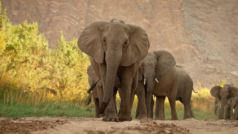 Besonders in der Trockenzeit ist Überleben nur im Kollektiv möglich. Das wissen auch die Elefanten, die über einen besonders ausgeprägten Gemeinschaftssinn verfügen. – Bild: ZDF und ©ZED