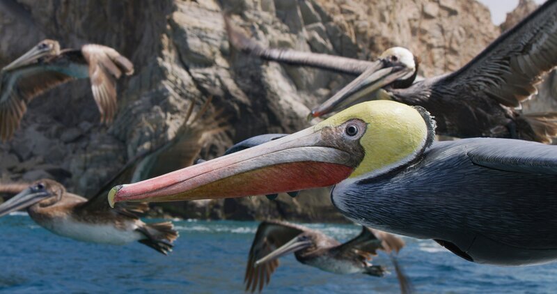 „Spionage Pelikan“ fliegt mit anderen Pelikanen, Baja California – Mexiko. – Bild: ORF/​BBC/​John Downer Productions