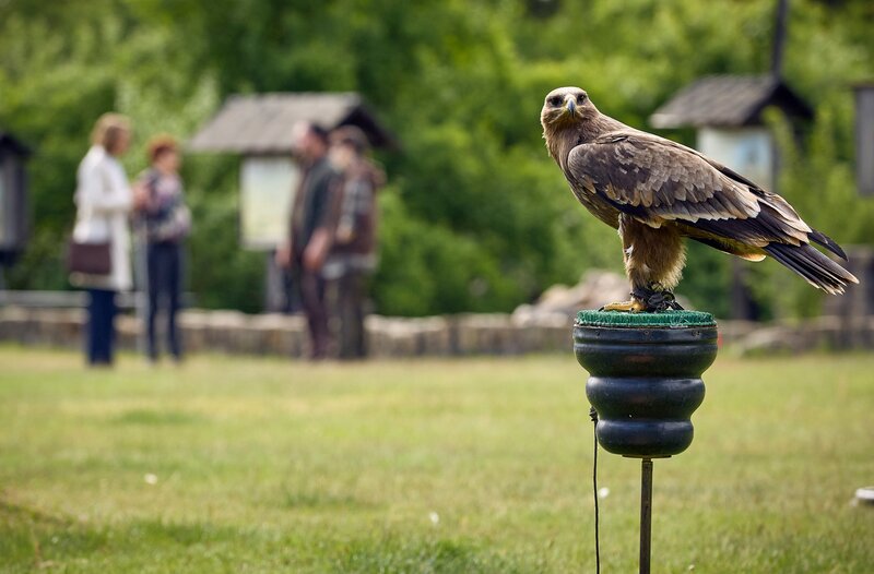 Romy Heilands aktueller Fall führt sie in eine Falknerei bei Berlin, dort soll ein Greifvogel einen Hund attackiert haben. – Bild: ARD/​Rudolf Wernicke