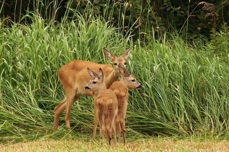 Wilde Eltern
Mit Leidenschaft zum Nachwuchs
Bei Rehen überschneiden sich Paarungszeit und Jungenaufzucht. – Bild: SRF/​Marco Polo Film AG/​Joosep Matjus & Atte Henriksson