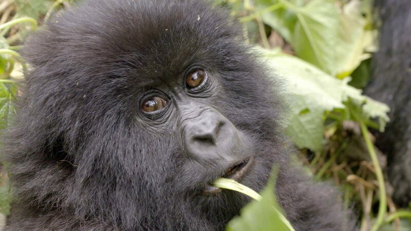 Bild: Bergblick Bild: Bergblick