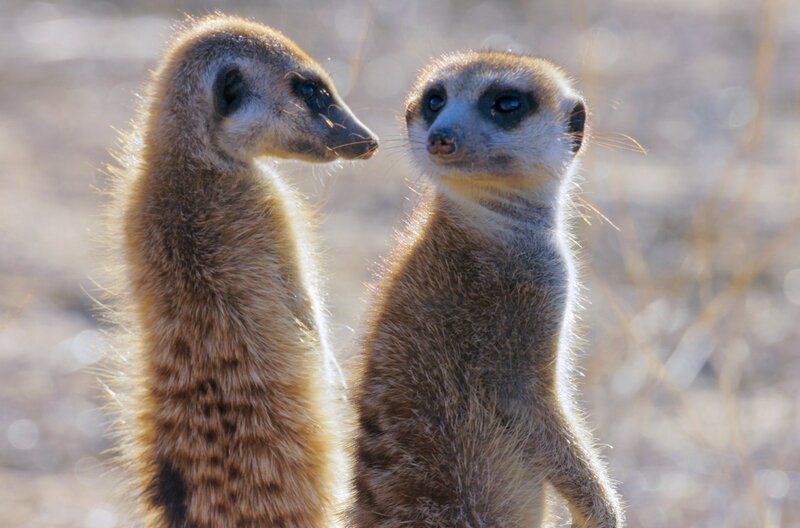 Erdmännchen in der Kalahari – Bild: Blue Ant Media