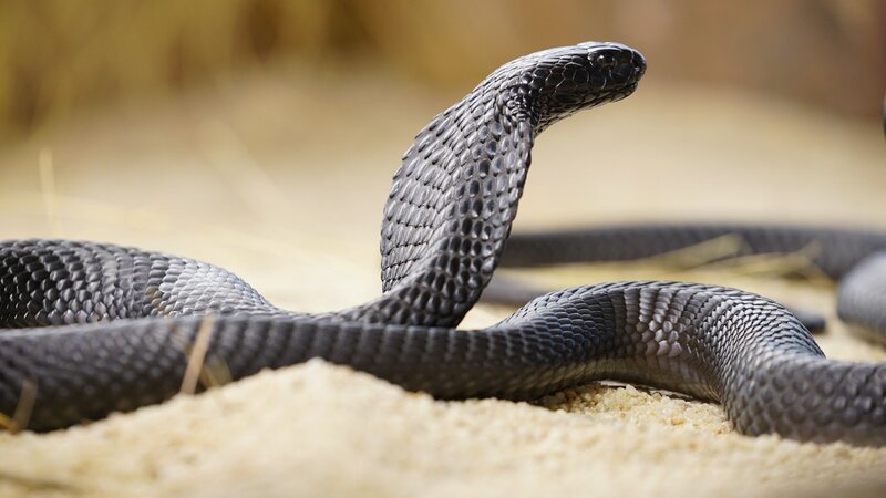 Indopazifik – Bild: RTL /​ Earth Touch USA LLC All Rights Reserved.