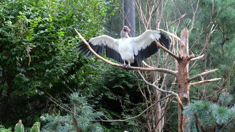 Bild: Aaron Lehman /​ Animal Planet /​ Discovery Communications, LLC