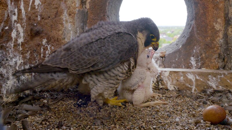 Bild: WDR/​MacroTele-Film