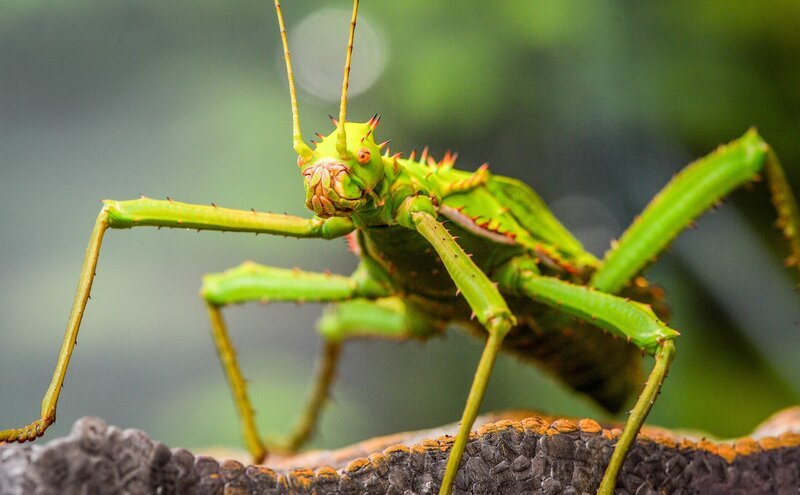 Die Malaiische Riesengespenstschrecke Taylor. – Bild: ORF/​Universal/​Steve Rawlins