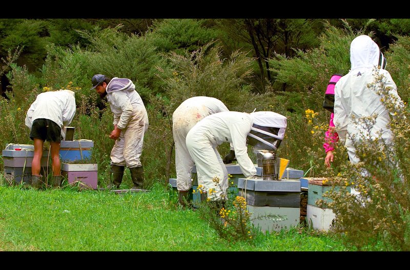 Nach einem harten und feuchten Winter muss das Wohlergehen der Bienen kontrolliert werden – da packt die ganze Familie Murray mit an! – Bild: Grand Angle Productions
