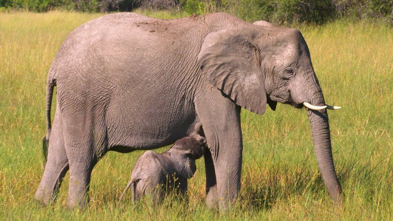 Eine Elefantenkuh säugt ihr Jungtier. Die jungen Elefantenkälber trinken bis zu elf Liter Milch pro Tag. Nach drei Monaten beginnen sie, zusätzlich Gräser zu fressen und Wasser zu trinken. – Bild: ZDF und Lion Mountain Media