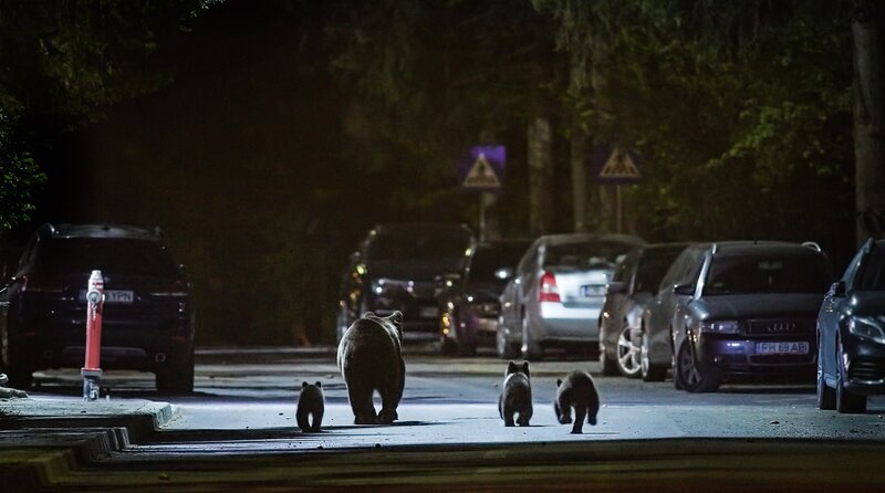 Bärenalarm in Transsilvanien – Bild: NDR/​Boas Schwarz