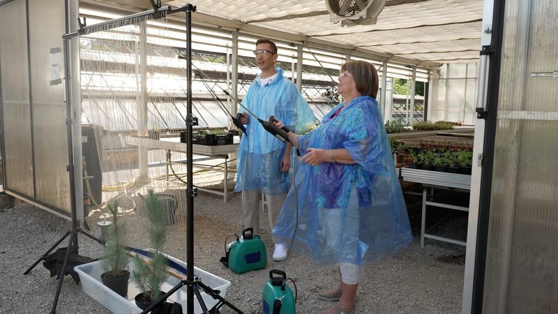 „PUR+“-Moderator Eric Mayer und Biologin Hilke Steinecke aus dem Palmengarten in Frankfurt testen, wie Wassertröpfchen aus der Luft an langen Fäden hängen bleiben. Das funktioniert ähnlich wie bei den langen Nadeln der Kanarischen Kiefern. Diese Baumart kann mit den Wassertropfen des Nebels in langen trockenen Phasen überleben. – Bild: ZDF und gomie