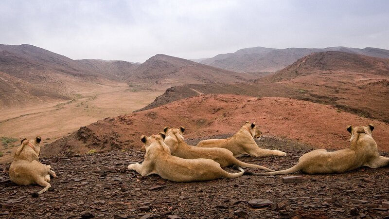 Löwen der Namib Wüste. – Bild: ZDF und ORF/​Into Nature Productions/​Lianne Steenkamp
