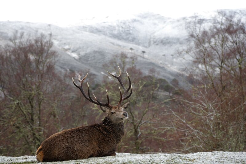 Rotwildhirsch, der sich in der schneebedeckten Landschaft hinlegt. Naturschutzgebiet Alladale in Schottland. – Bild: 3sat