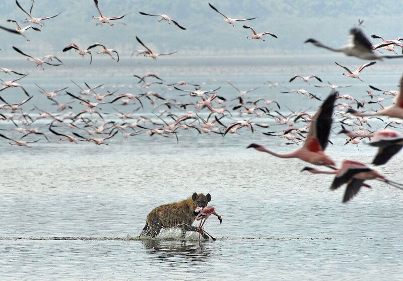 Hyäne auf der Jagd im Lake Nakuru. – Bild: Harald Pokieser /​ ORF /​ Cosmos Factory