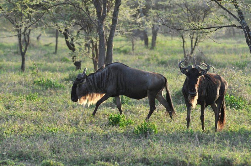 Gnus, Serengeti. – Bild: Harald Pokieser /​ ORF /​ Cosmos Factory