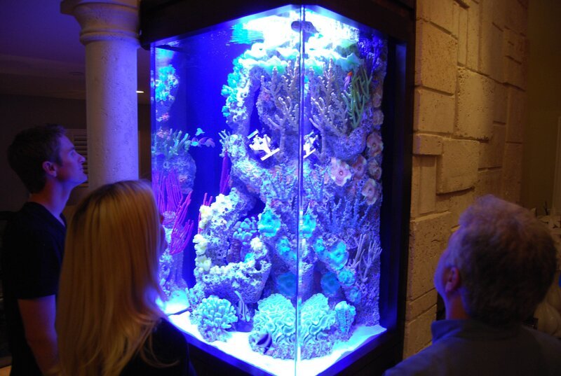 Looking at a custom made aquarium. – Bild: National Geographic