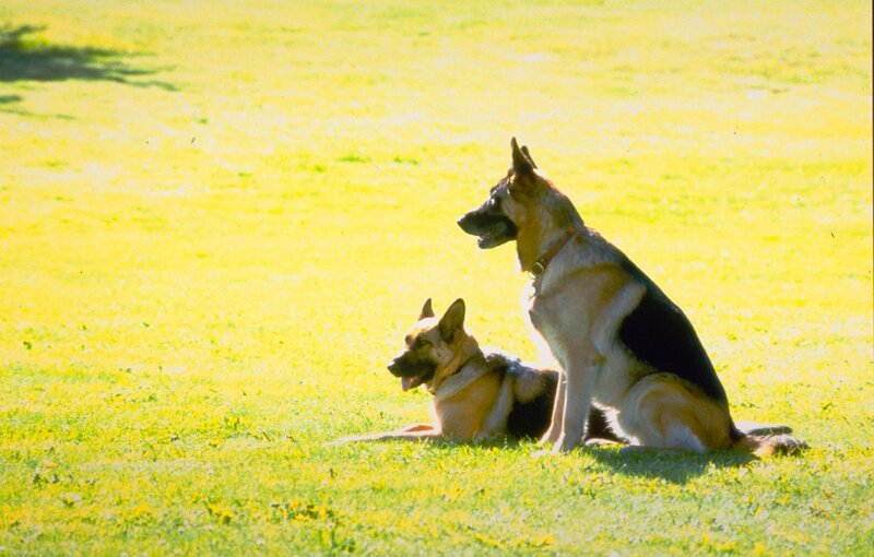 – Bild: ZDF/Ken Staniforth  – Bild: ZDF/Ken Staniforth