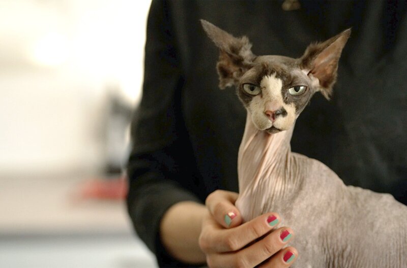 Nacktkatze: Nicht nur optisch ist diese Zucht fragwürdig, sondern definitiv eine Qual für die Tiere. – Bild: SWR Nacktkatze: Nicht nur optisch ist diese Zucht fragwürdig, sondern definitiv eine Qual für die Tiere. – Bild: SWR