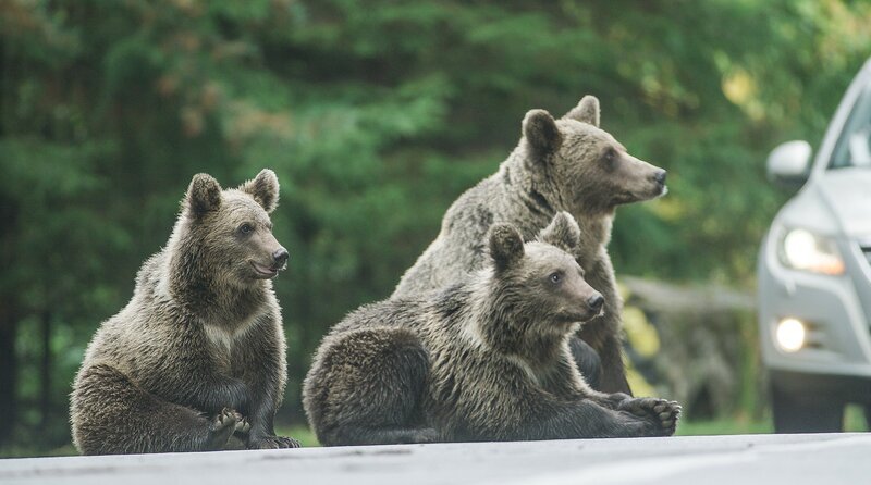 – Bild: NDR/Boas Schwarz – Bild: NDR/Boas Schwarz