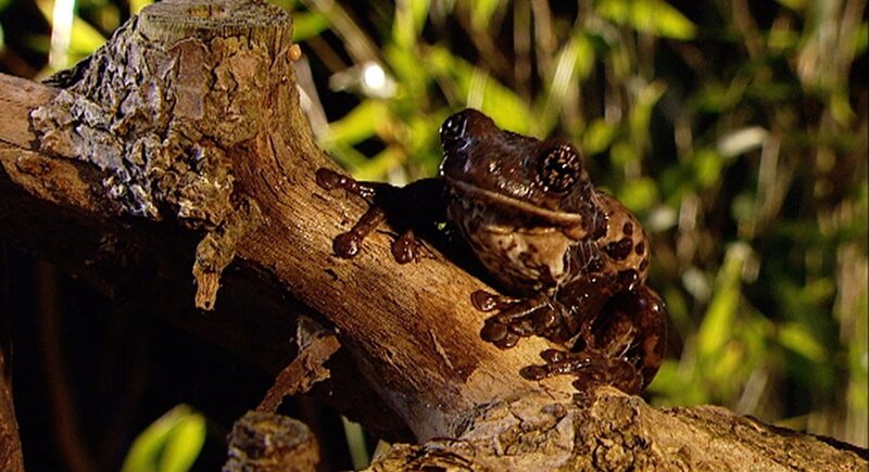 Ein geheimnisvolles Tier sitzt ganz still im Wald. Welches Tier das wohl sein mag? – Bild: WDR