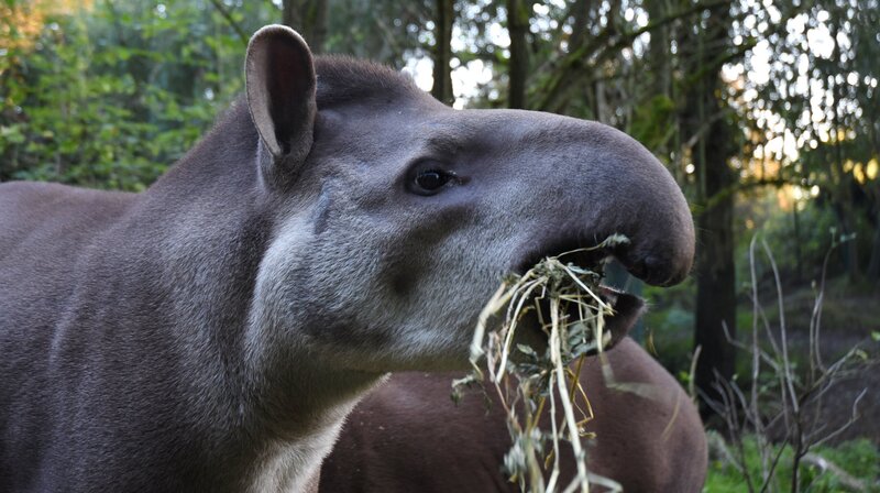 Tapir-Weibchen Carmina plagen Hufschmerzen. – Bild: NDR/​Doclights GmbH