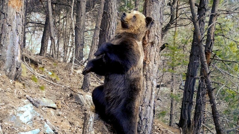 Ein Braunbär in den Pyrenäen. Er hat die Fotofalle ausgelöst. – Bild: 3sat