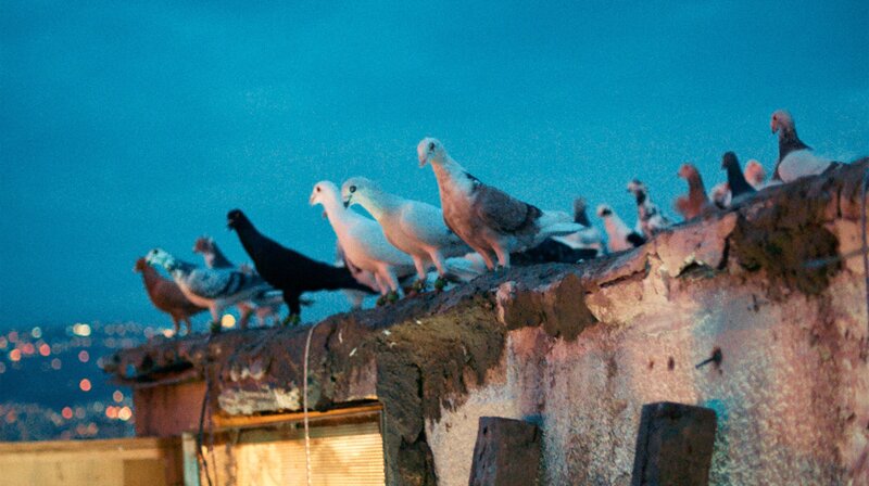 Kashkash - Ohne Federn können wir nicht leben – Bild: SWR/​FFL/​Jonas Schneider