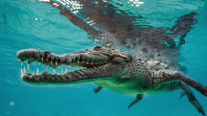 Bild: NDR/​NDR Naturfilm/​doclights/​Crossing the Line Productions