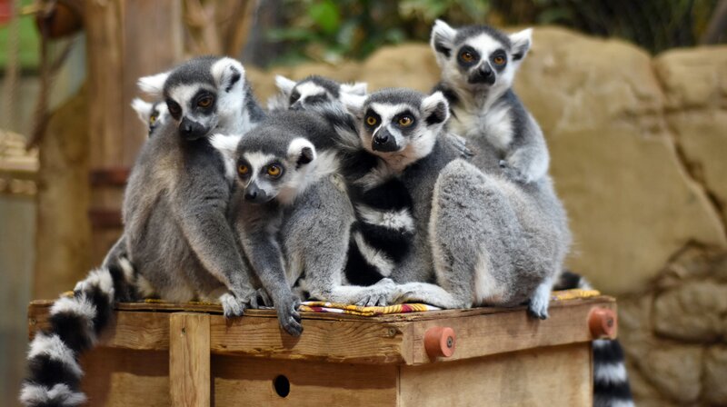 Wenn Kattas ruhen, kuscheln sie sich gerne aneinander. – Bild: NDR/​doclights GmbH