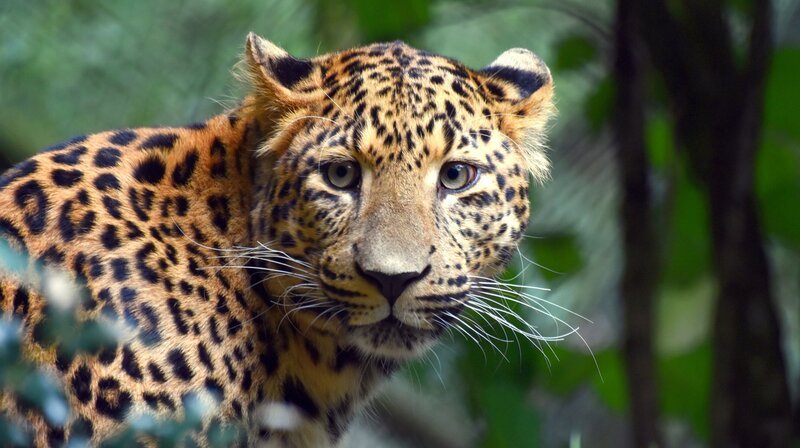Arterhalt: Der junge Leoparden-Kater Sian soll im Tierpark Hagenbeck mit Leopardin Mor für Nachwuchs sorgen. – Bild: NDR/​doclights GmbH